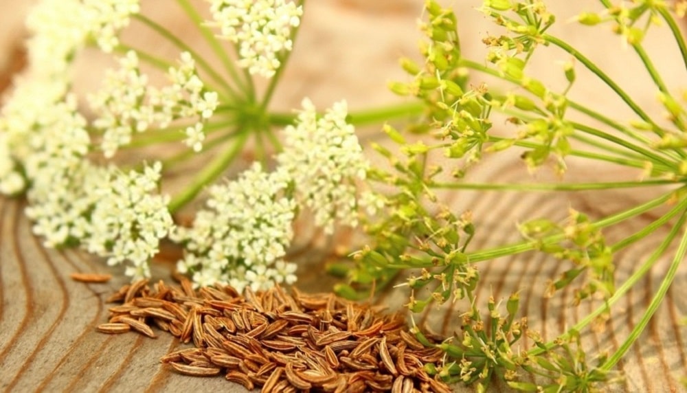 خواص زیره سیاه برای لاغری شکم